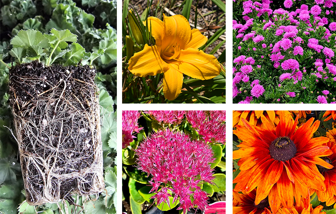 Quality Perennial Liners Since 2002