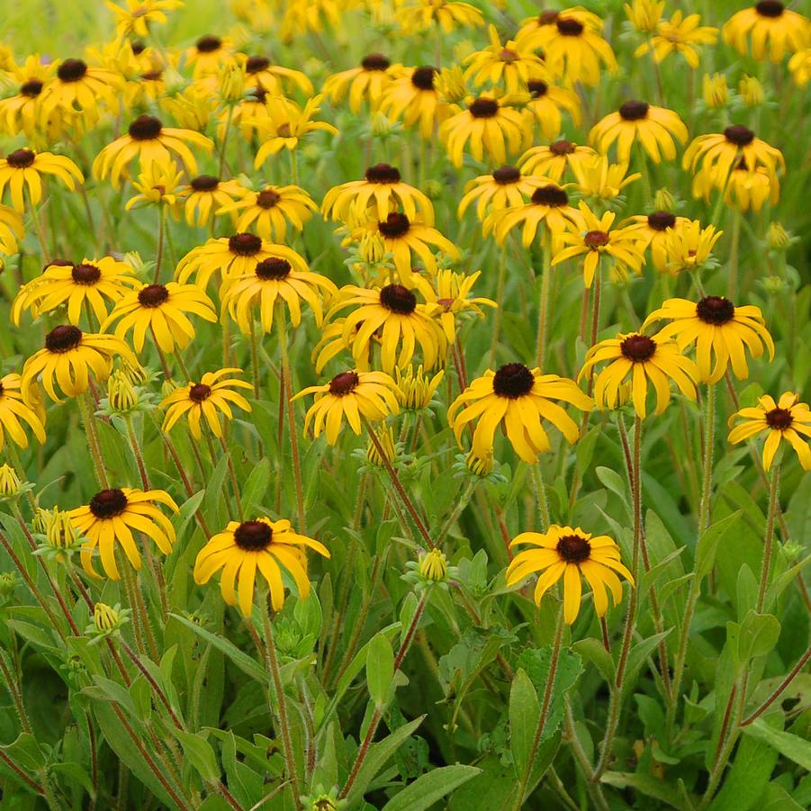 Rudbeckia 'American Gold Rush' - Black Eyed Susan from Hoffie Nursery