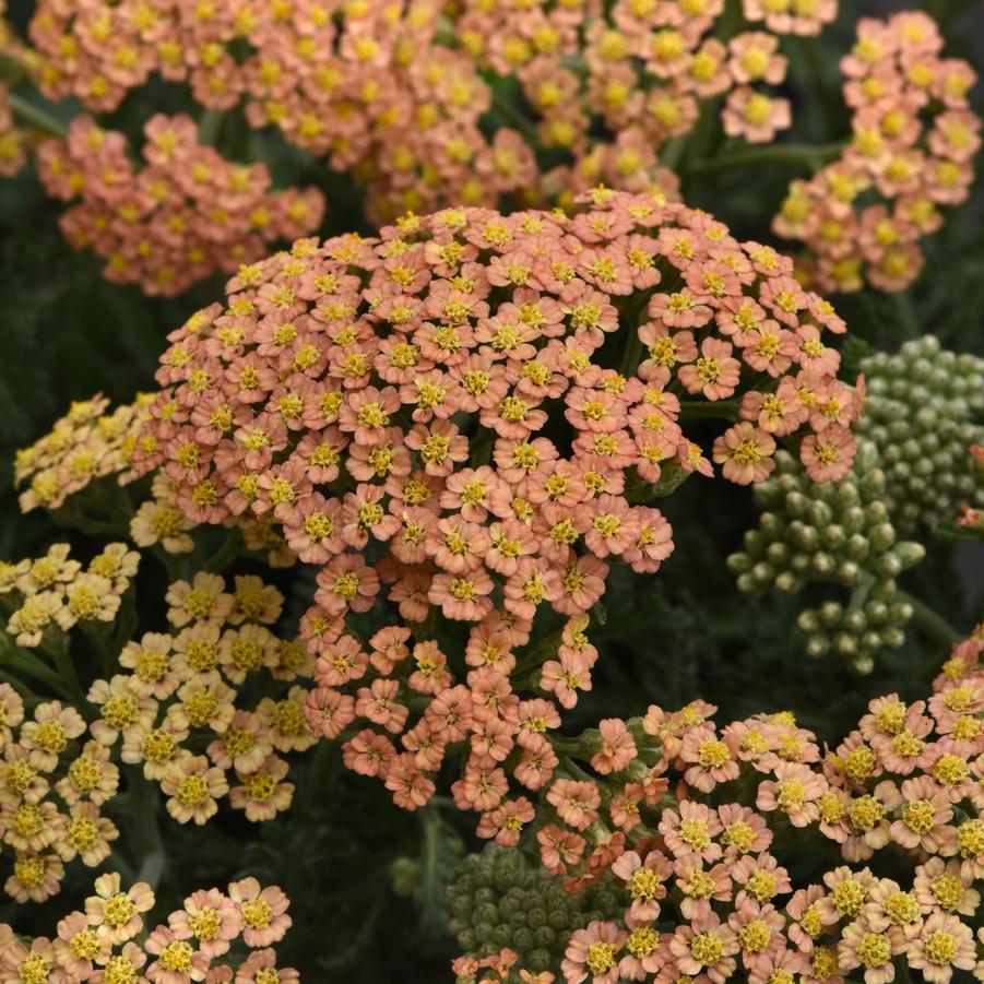 Achillea Terra Cotta New Vintage - Yarrow from Hoffie Nursery