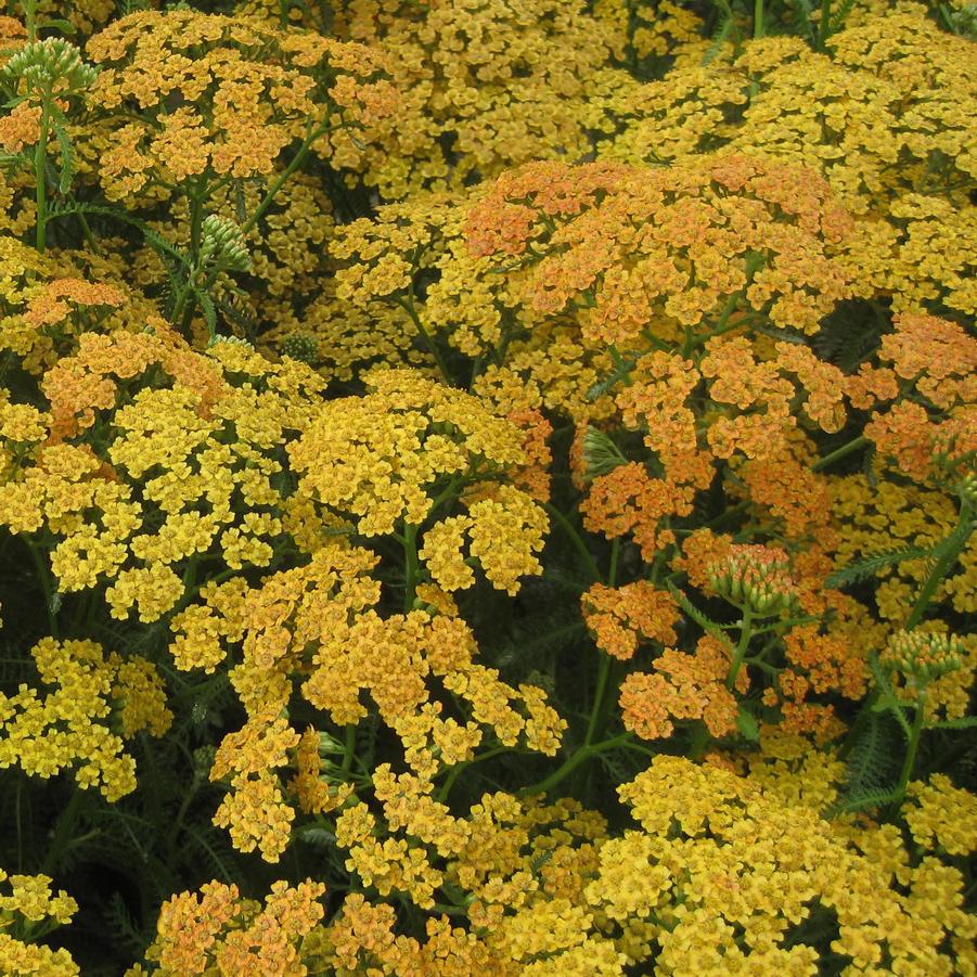 Achillea millefolium 'Terra Cotta' - Yarrow from Hoffie Nursery