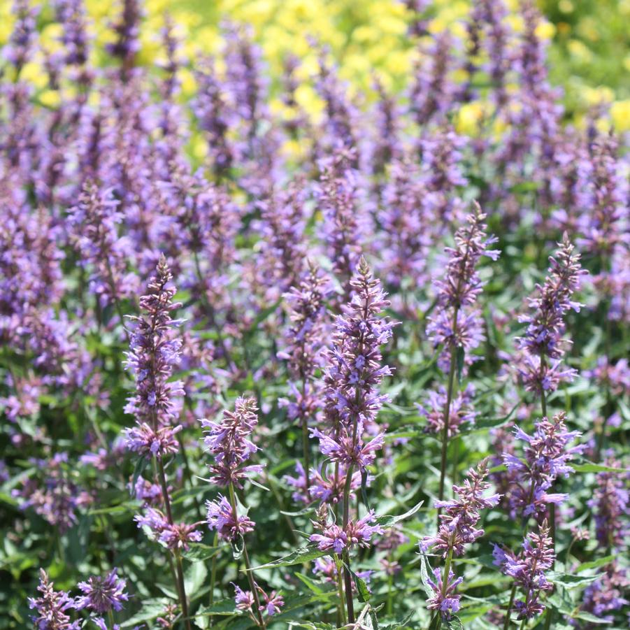 Agastache 'Purple Haze' - Anise Hyssop from Hoffie Nursery