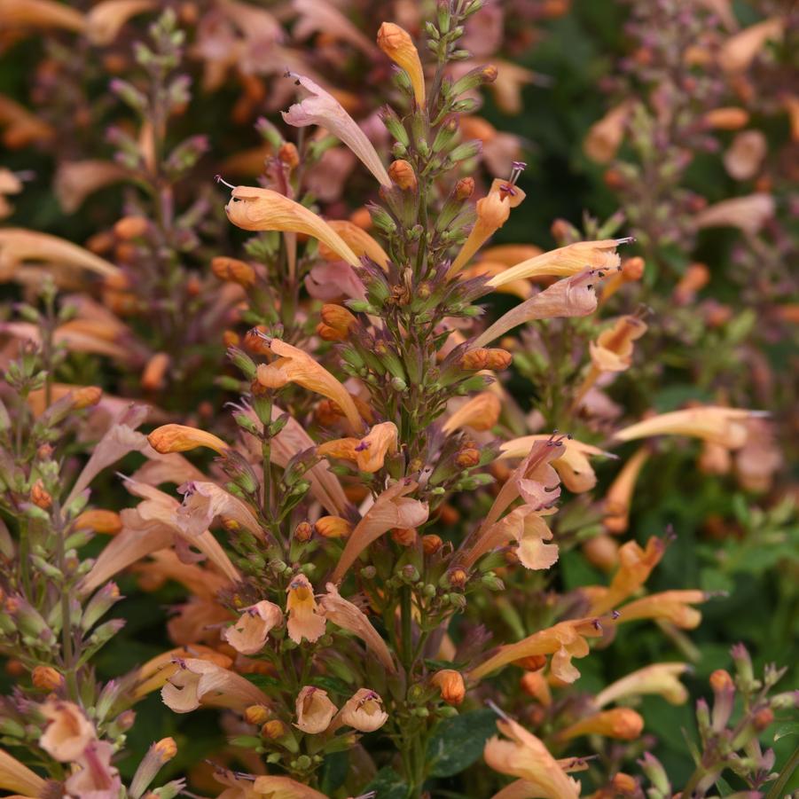 Agastache mexicana Summerlong™ 'Peach' - Mexican Giant Hyssop from Hoffie Nursery