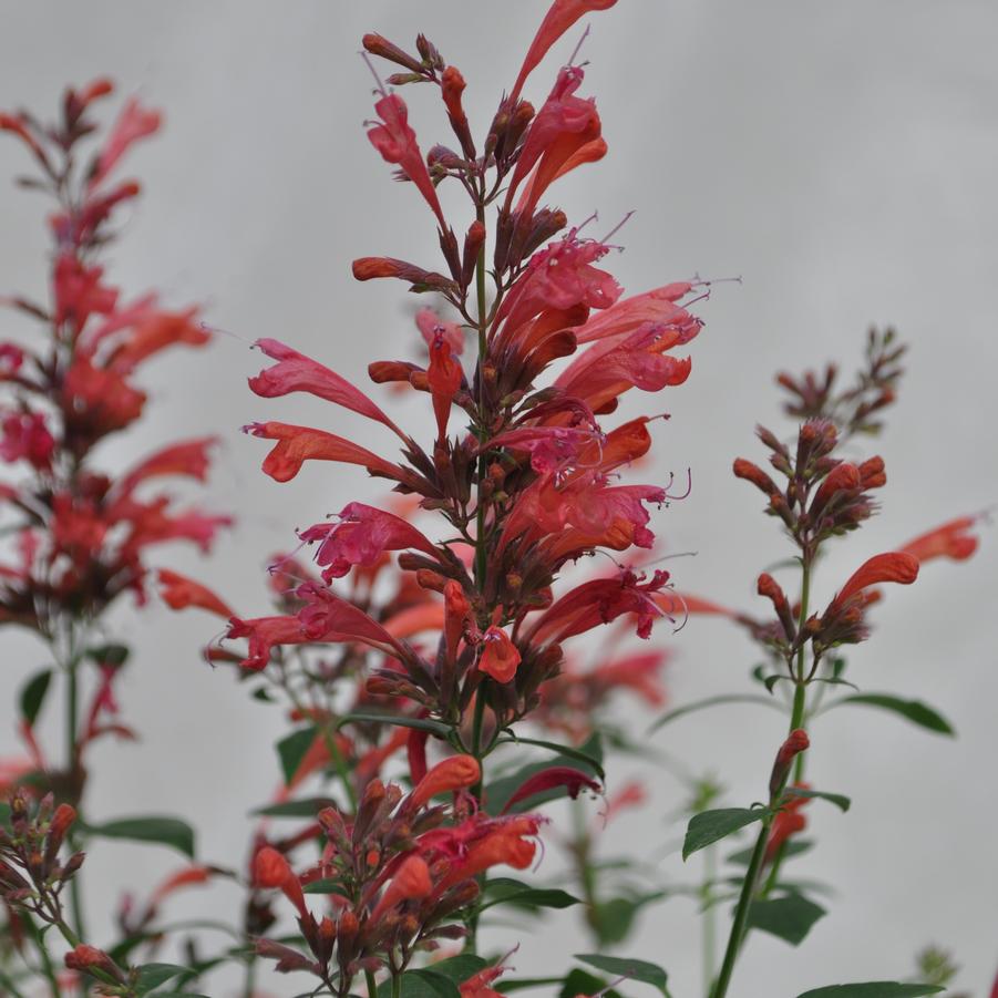 Agastache Red Sunrise® - Hummingbird Mint from Hoffie Nursery