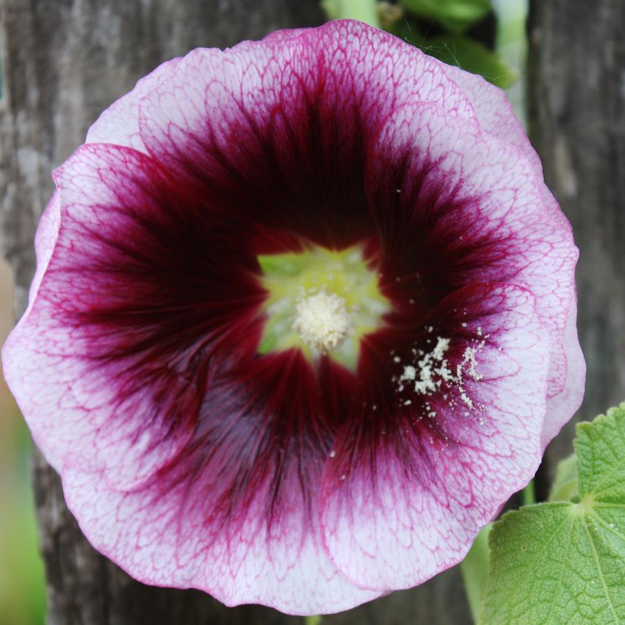 Alcea 'Creme de Cassis' - Hollyhock from Hoffie Nursery