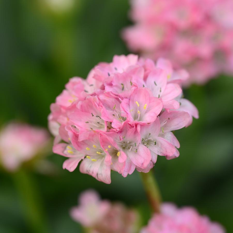 Armeria pseudoarmeria Dreameria® 'Daydream' - Sea Thrift from Hoffie Nursery