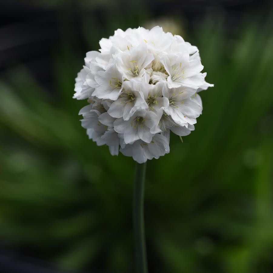Armeria pseudoarmeria Dreameria® 'Dream Clouds' - Sea Thrift from Hoffie Nursery