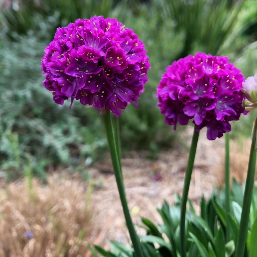 Armeria pseudoarmeria Dreameria® 'Vivid Dreams' - Sea Thrift from Hoffie Nursery
