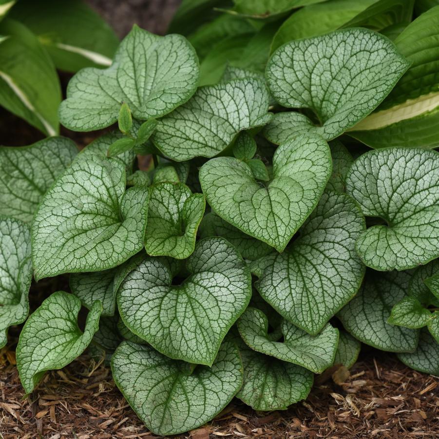 Brunnera macrophylla 'Frostbite' - Siberian Bugloss from Hoffie Nursery