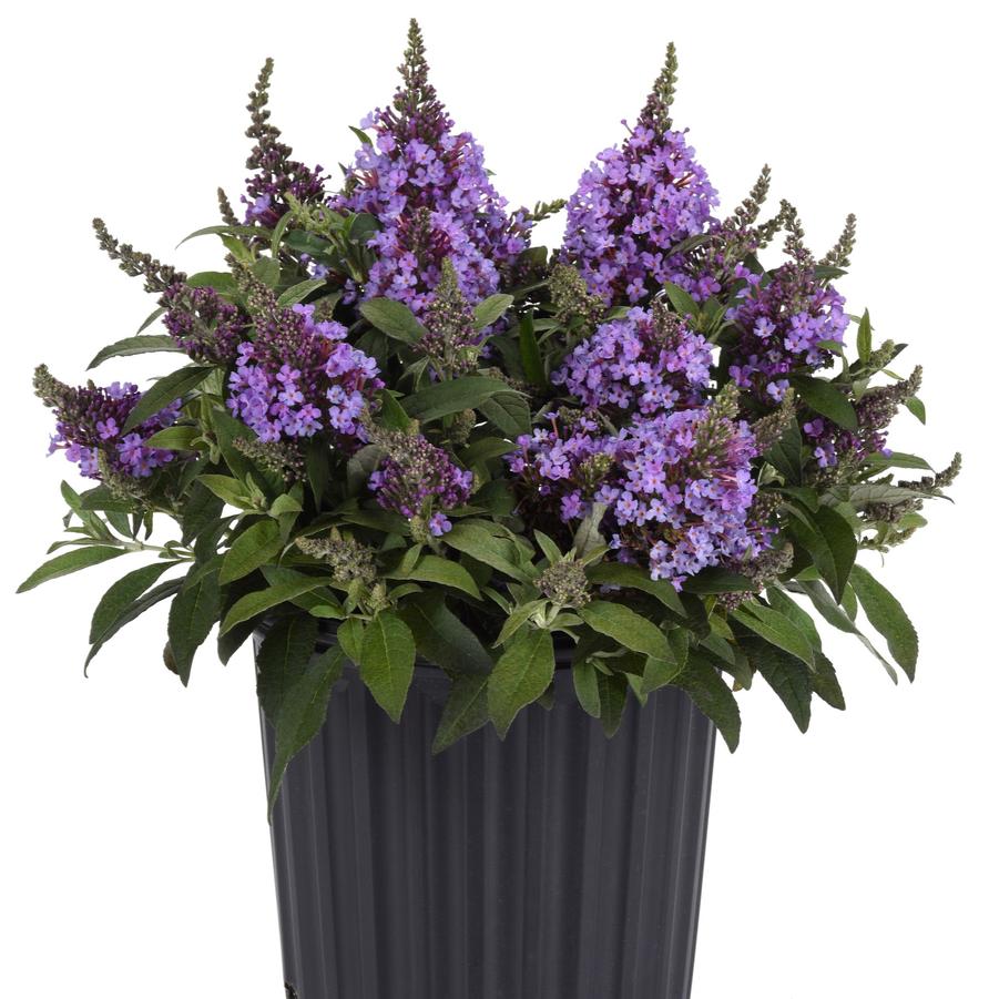 Buddleia davidii Chrysalis™ 'Steel Blue' - Butterfly Bush from Hoffie Nursery