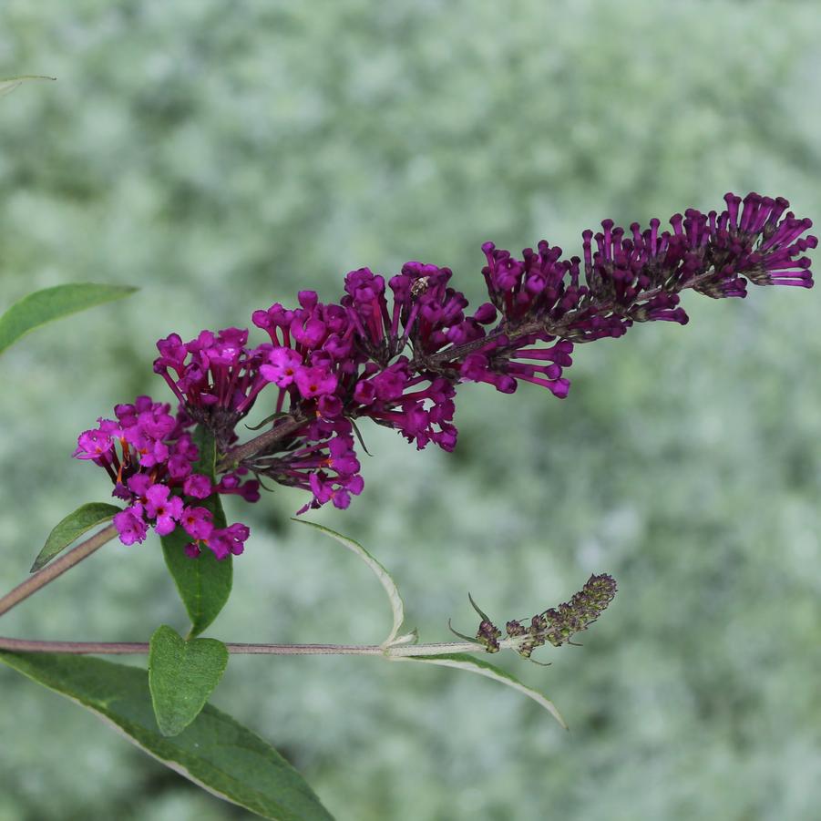 Buddleia davidii 'Royal Red' - Butterfly Bush from Hoffie Nursery