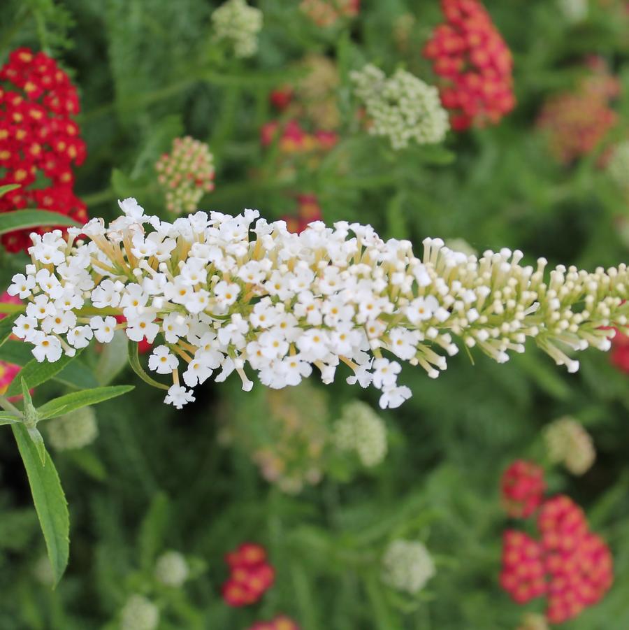 Buddleia davidii 'White Profusion' - Butterfly Bush from Hoffie Nursery