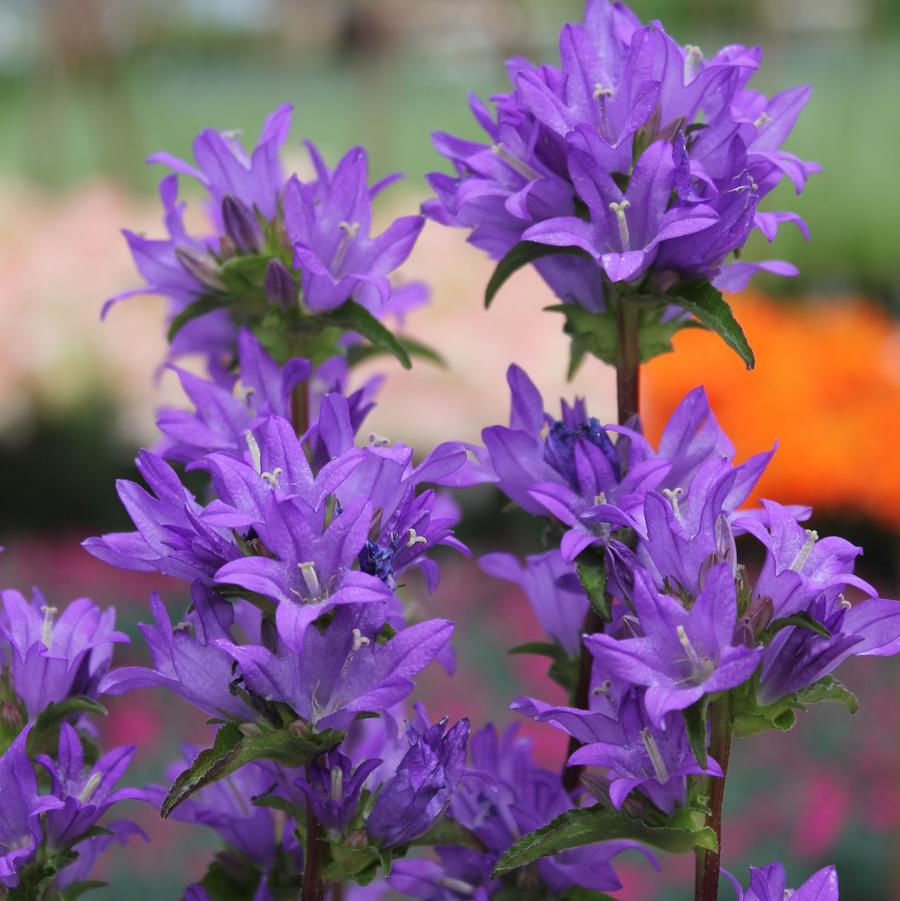 Campanula glomerata 'Freya' - Clustered Bellflower from Hoffie Nursery