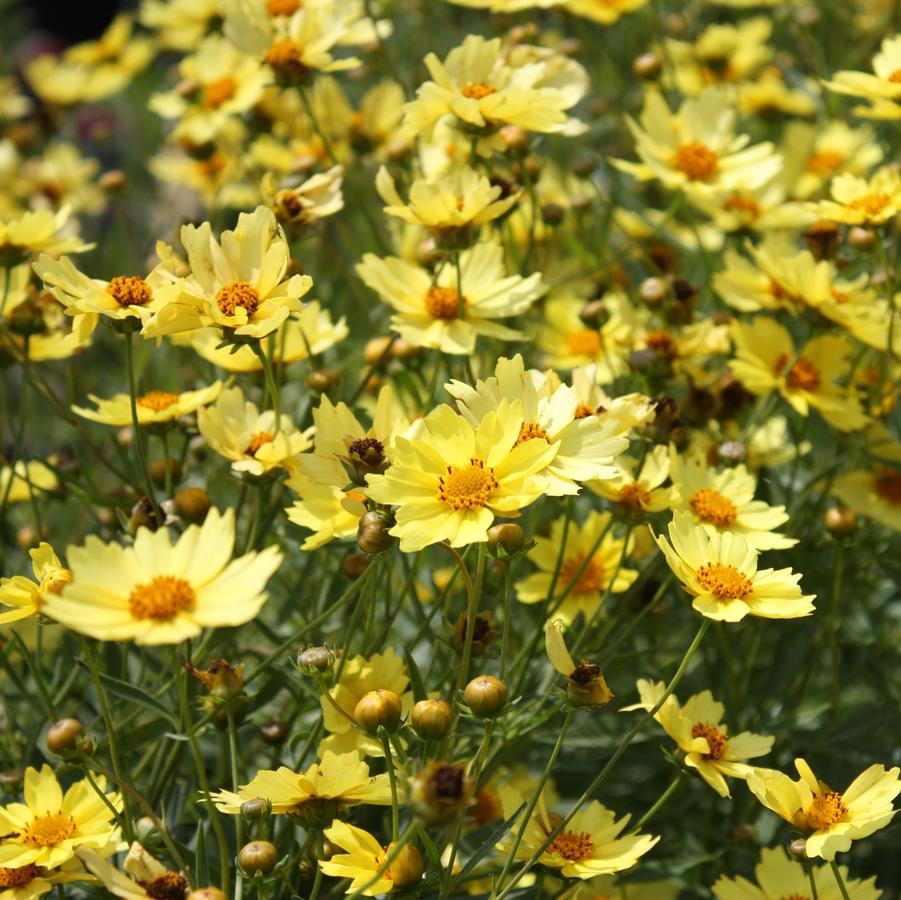 Coreopsis Big Bang™ 'Full Moon' - Tickseed from Hoffie Nursery