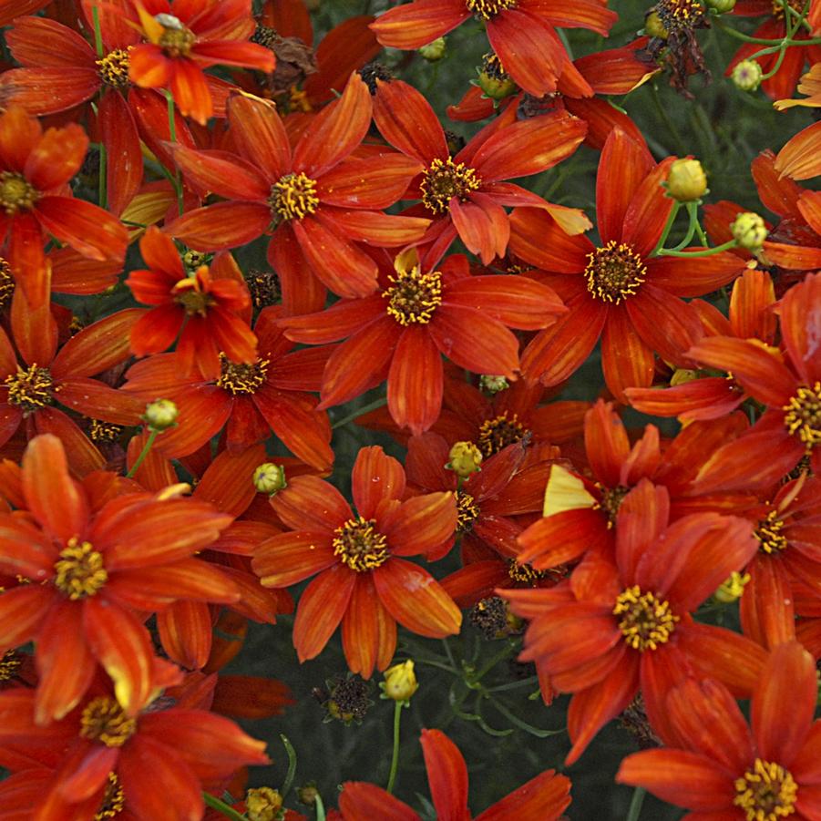 Coreopsis verticillata Sizzle & Spice™ 'Crazy Cayenne' - Coreopsis from Hoffie Nursery