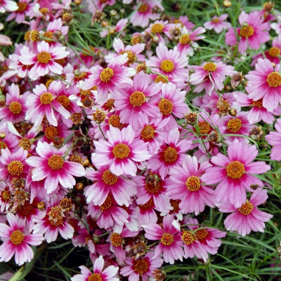 Coreopsis rosea 'Heaven's Gate' - Tickseed from Hoffie Nursery
