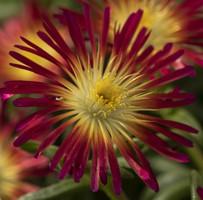 Delosperma Delmara® Fuchsia - Ice Plant from Hoffie Nursery