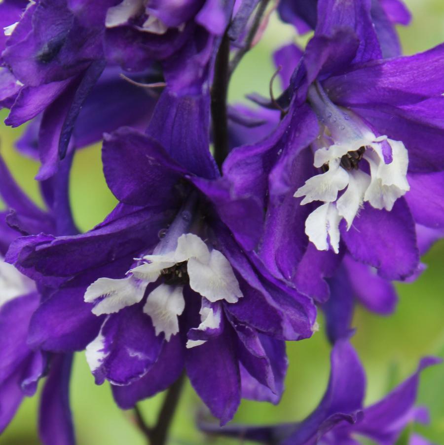 Delphinium 'King Arthur' - Larkspur from Hoffie Nursery