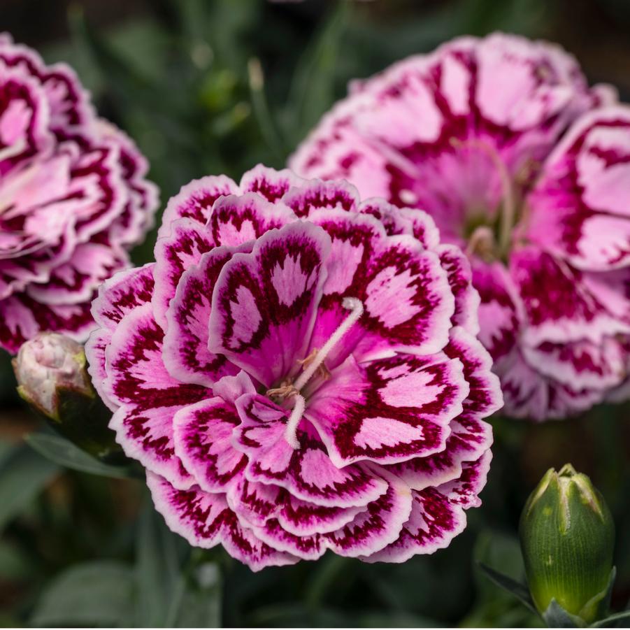 Dianthus Crush Cherry Constant Beauty® - from Hoffie Nursery