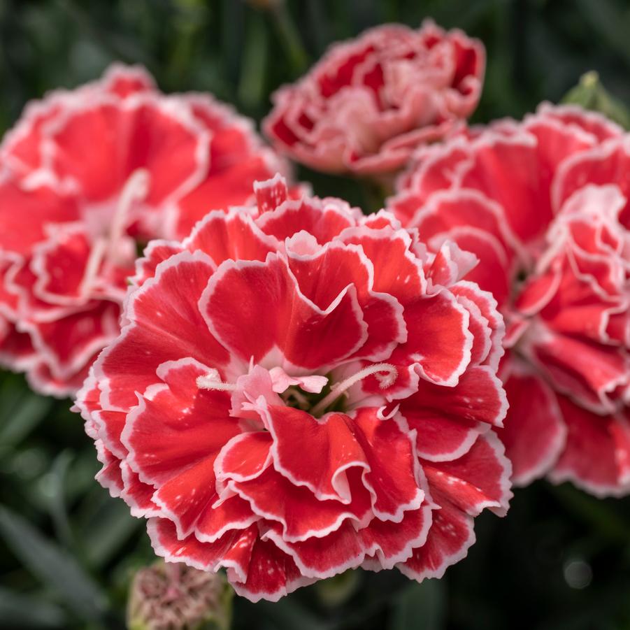 Dianthus Crush Orange Constant Beauty® - from Hoffie Nursery