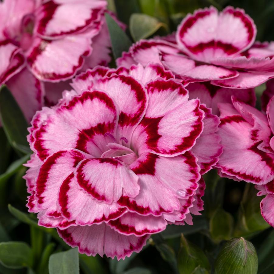 Dianthus Pink Constant Beauty® - from Hoffie Nursery