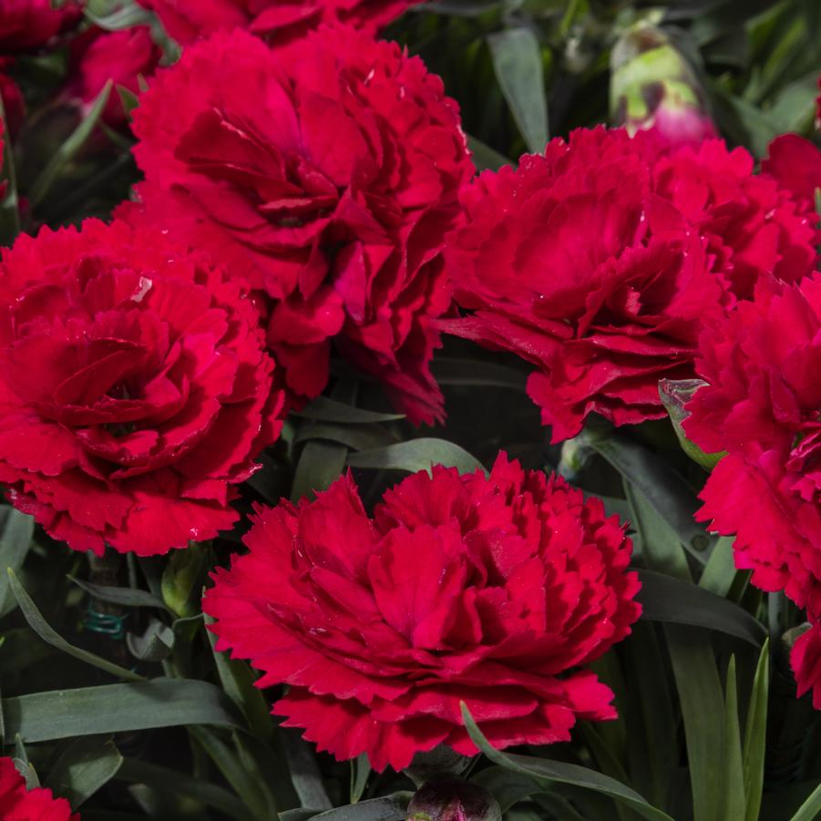 Dianthus Red Constant Beauty® - from Hoffie Nursery