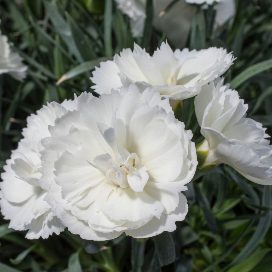 Dianthus White Constant Beauty® - from Hoffie Nursery