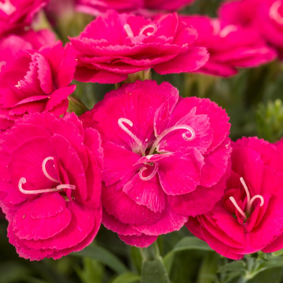 Dianthus Constant Cadence® 'Cherry' - from Hoffie Nursery