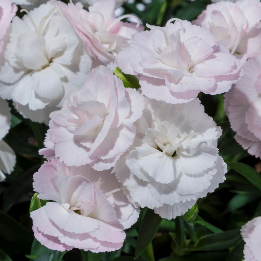 Dianthus Constant Cadence® 'White' - from Hoffie Nursery