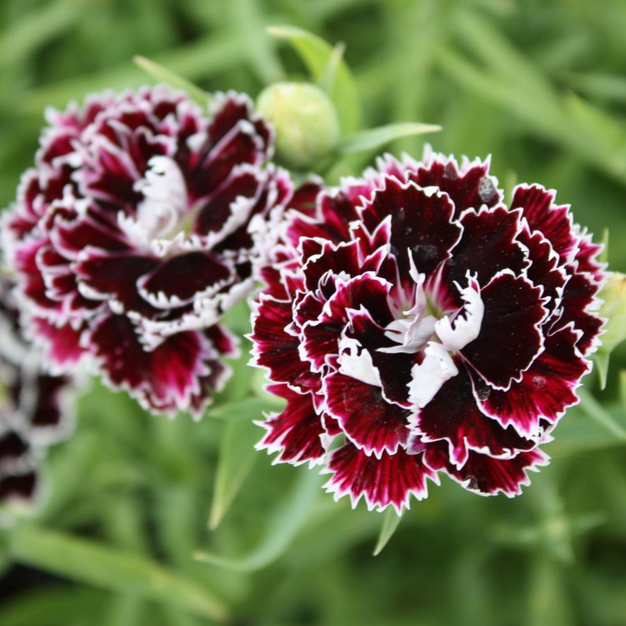 Dianthus plumarius 'Velvet 'n Lace' - Cottage Pinks from Hoffie Nursery