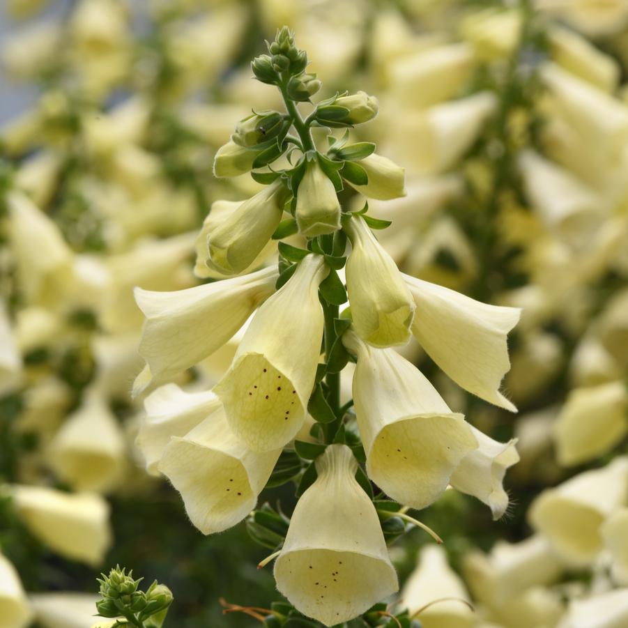 Digitalis Arctic Fox Lemon Cream - Foxglove from Hoffie Nursery