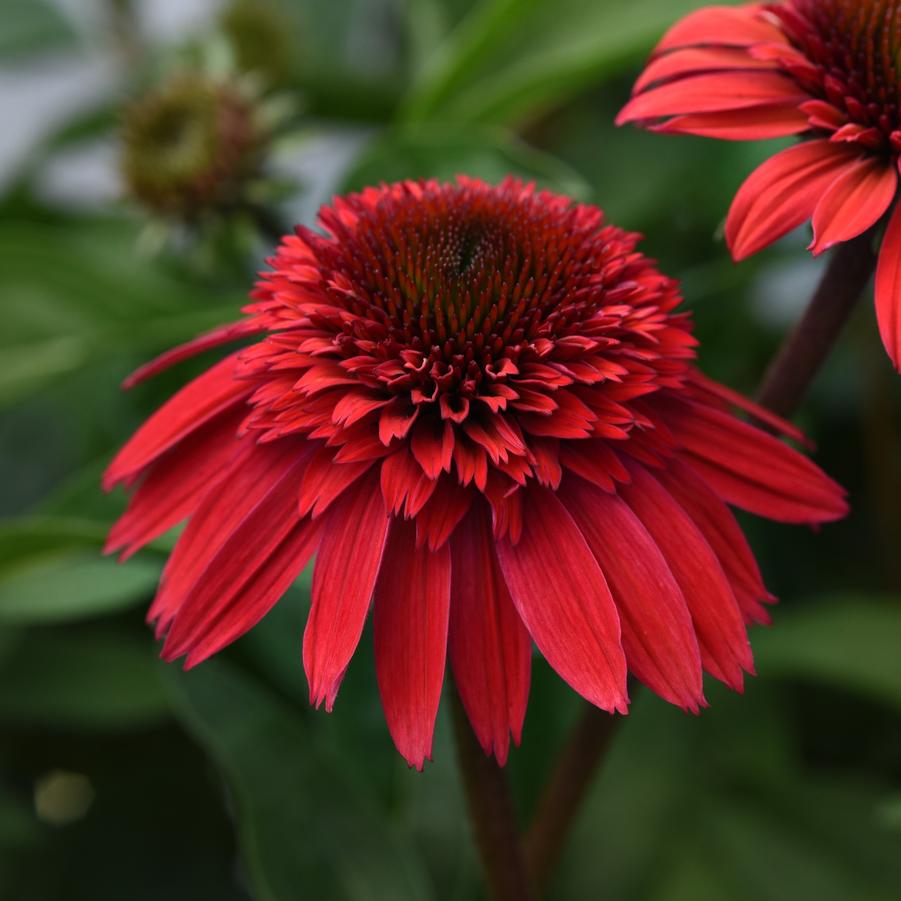 Echinacea Strawberry Deluxe Double Scoop™ - Double Coneflower from Hoffie Nursery