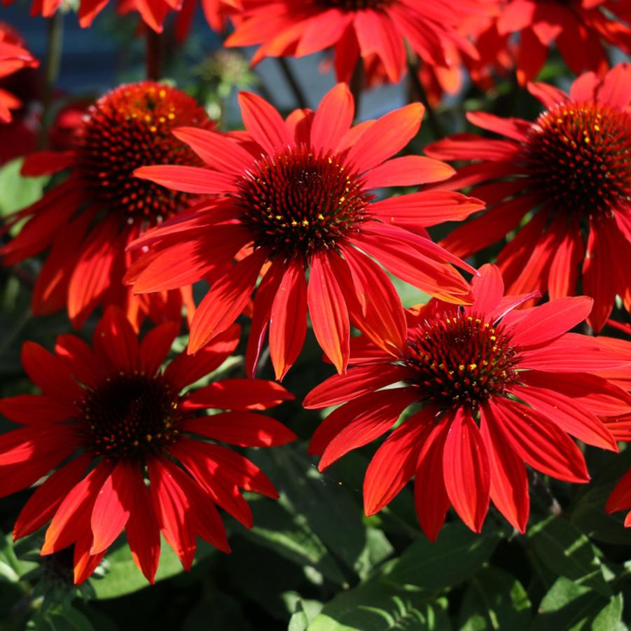 Echinacea Sombrero® Sangrita Sombrero® - Coneflower from Hoffie Nursery
