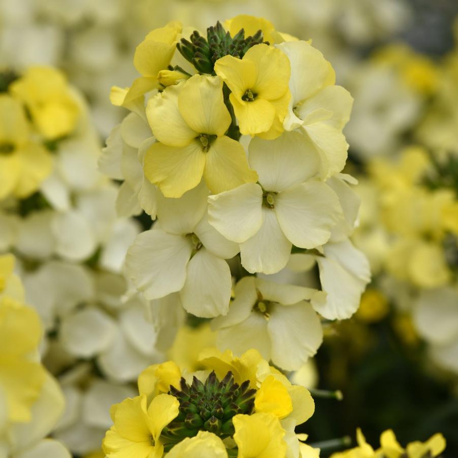 Erysimum Brightside® 'Lemon Ice' - Wallflower from Hoffie Nursery