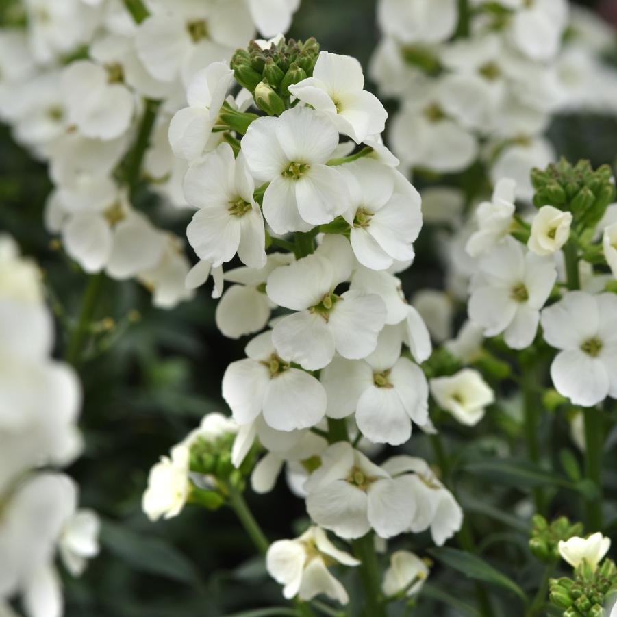 Erysimum Brightside® 'White' - Wallflower from Hoffie Nursery