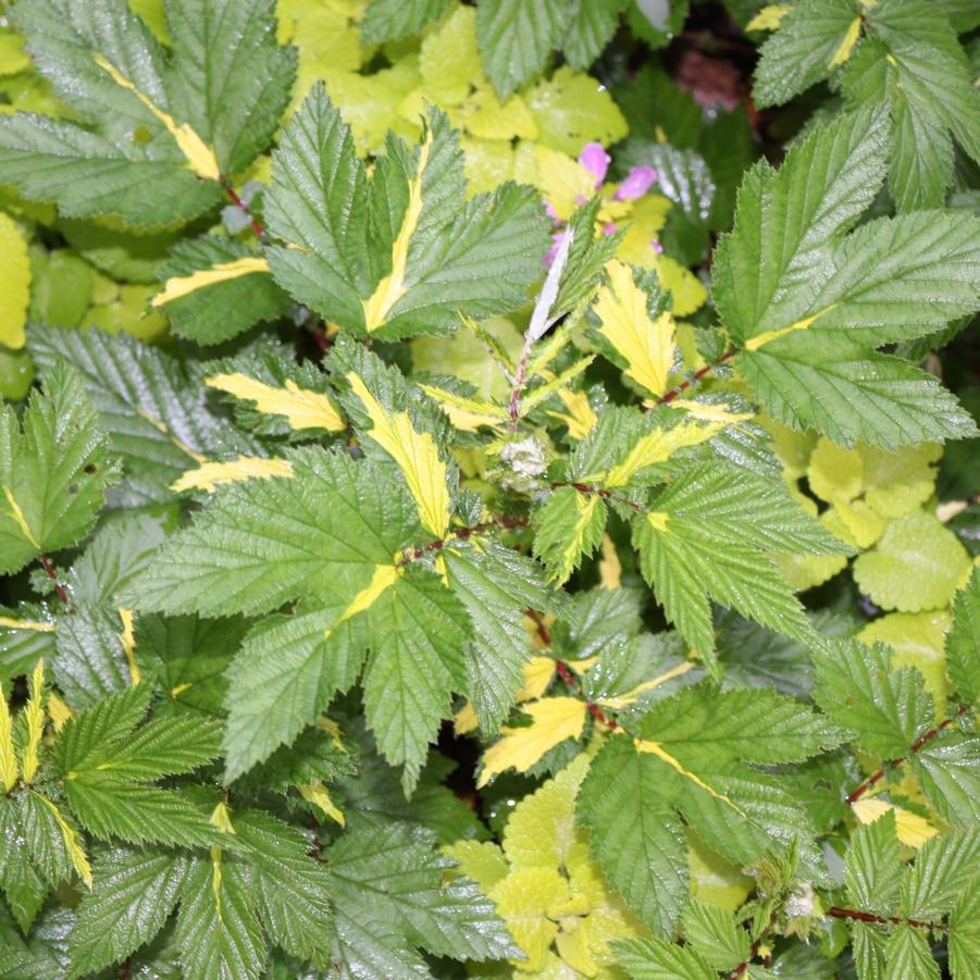 Filipendula ulmaria 'Variegata' - Queen of the Meadows from Hoffie Nursery