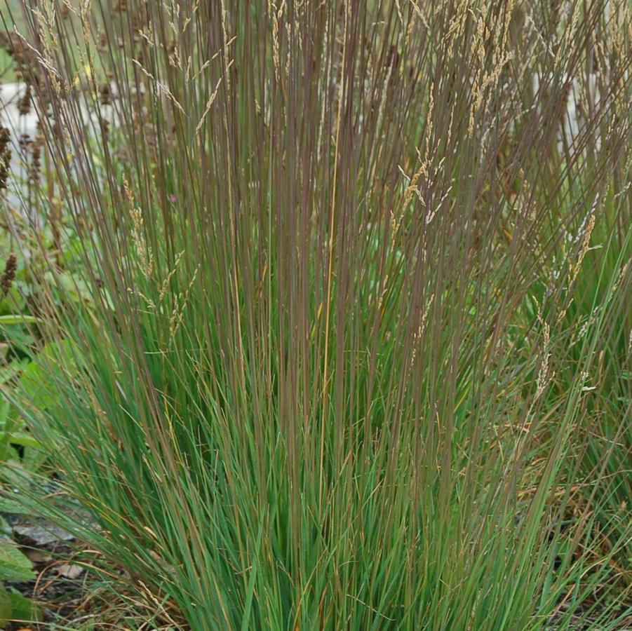 Molina caerulea - Moor Flame Grass from Hoffie Nursery