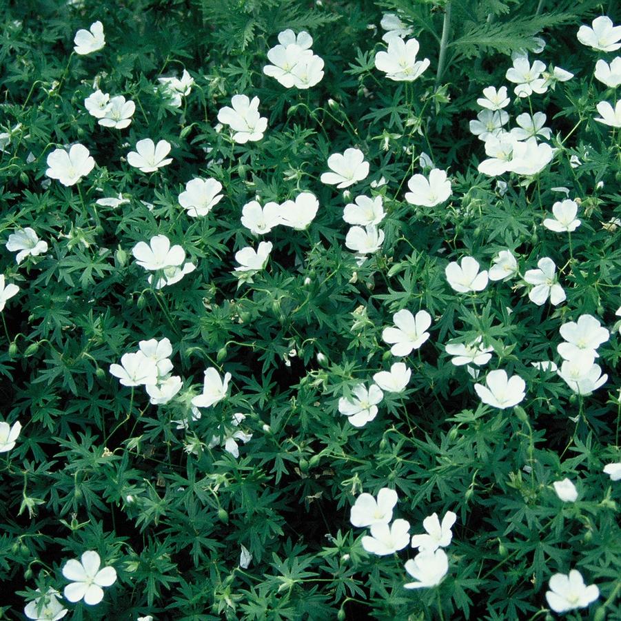 Geranium sanguineum 'Album' - Bloody Cranesbill from Hoffie Nursery