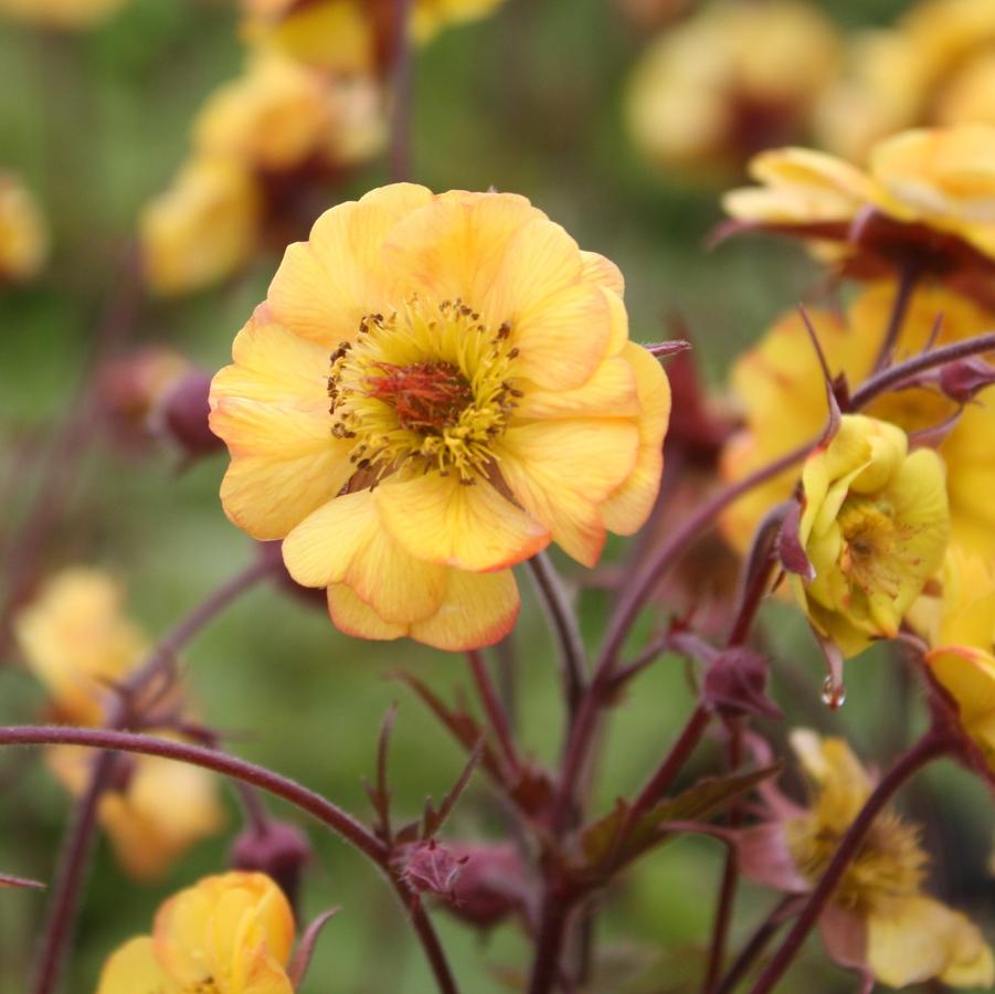 Geum 'Tequila Sunrise' - Avens from Hoffie Nursery