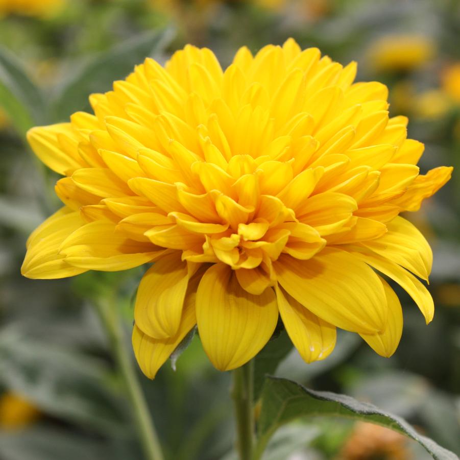 Helianthus 'Sunshine Daydream' - Many-Flowered Sunflower from Hoffie Nursery