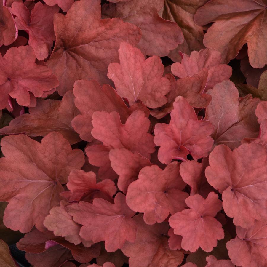 Heuchera Carnival™ 'Cinnamon Stick' - Coral Bells from Hoffie Nursery