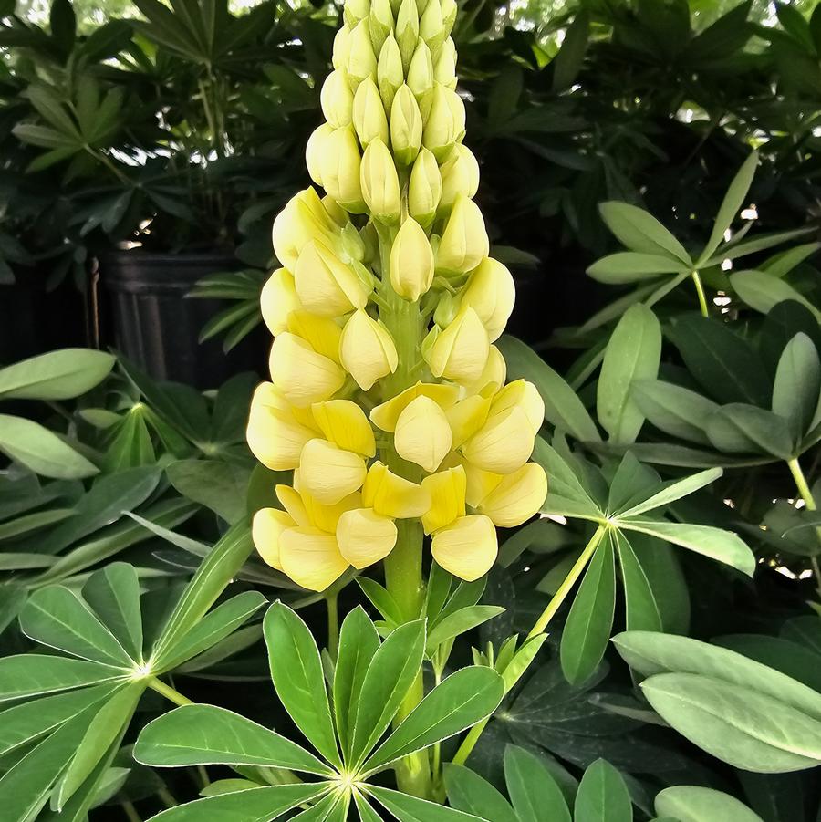 Lupinus 'Gallery Yellow' - Lupine from Hoffie Nursery