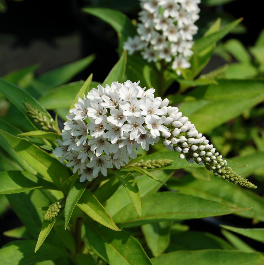 Lysimachia clethroides - Gooseneck Loosestrife from Hoffie Nursery