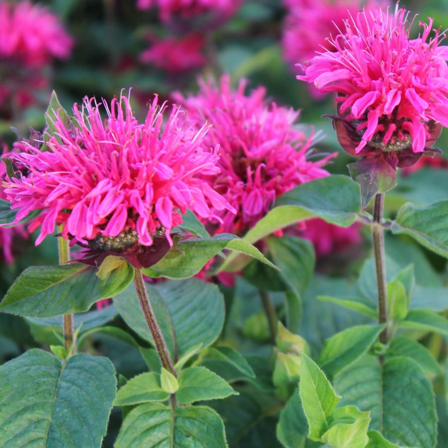 Monarda didyma 'Pink Lace' - Bee Balm from Hoffie Nursery