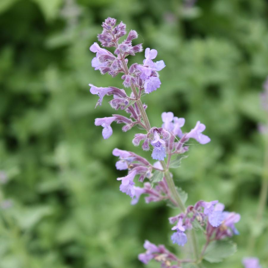 Nepeta faassenii 'Dropmore' - Persian Catmint from Hoffie Nursery