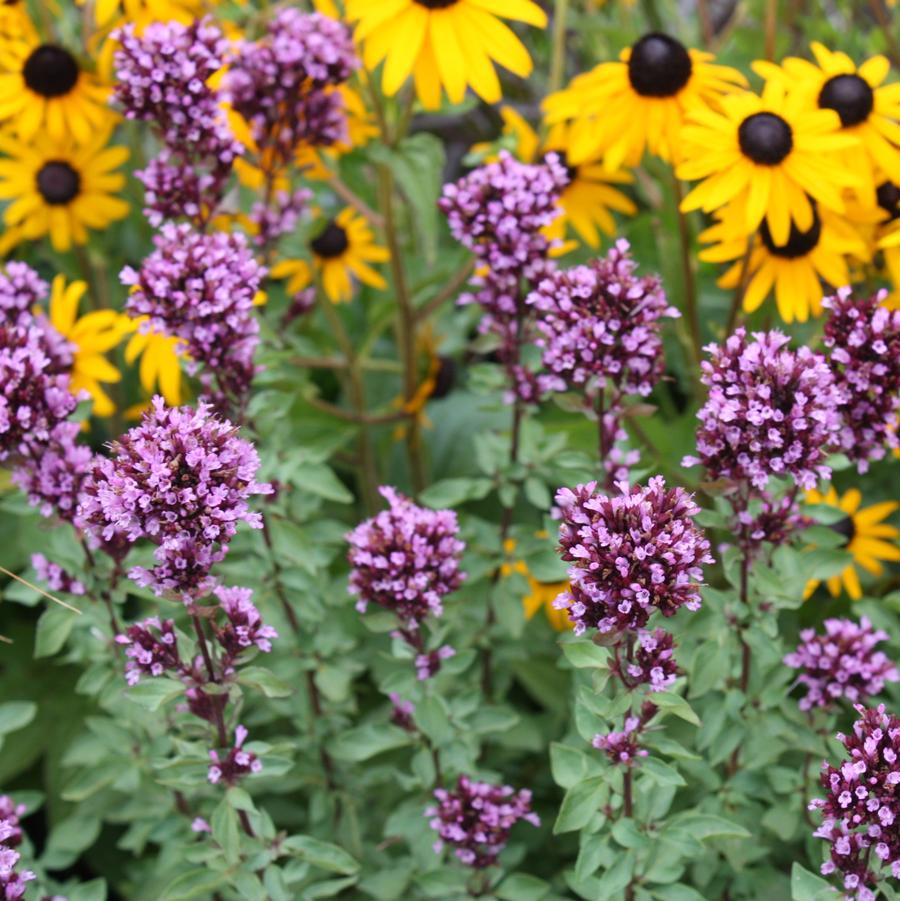 Origanum laevigatum 'Herrenhausen' - Ornamental Oregano from Hoffie Nursery