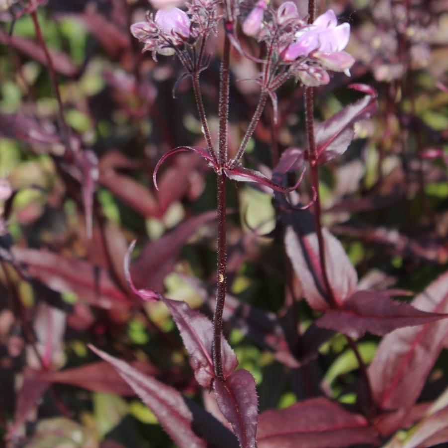 Penstemon digitalis 'Pocahontas' - Beardtongue from Hoffie Nursery