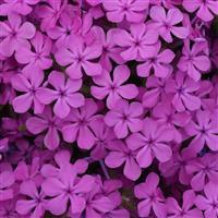 Phlox Candy Cloud™ 'Dark Pink' - Creeping Phlox from Hoffie Nursery