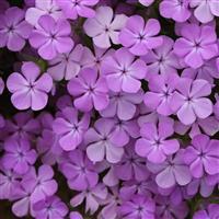 Phlox COPY Candy Cloud™ 'Lavender' - Creeping Phlox from Hoffie Nursery