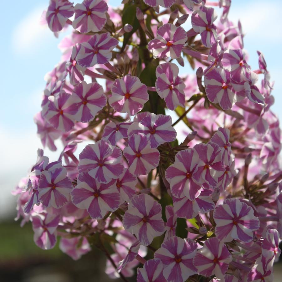 Phlox maculata 'Natascha' - Meadow Phlox from Hoffie Nursery