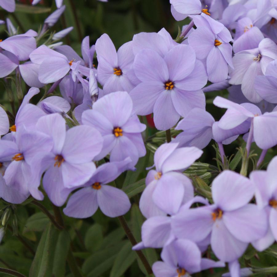 Phlox stolonifera 'Blue Ridge' - Creeping Phlox from Hoffie Nursery